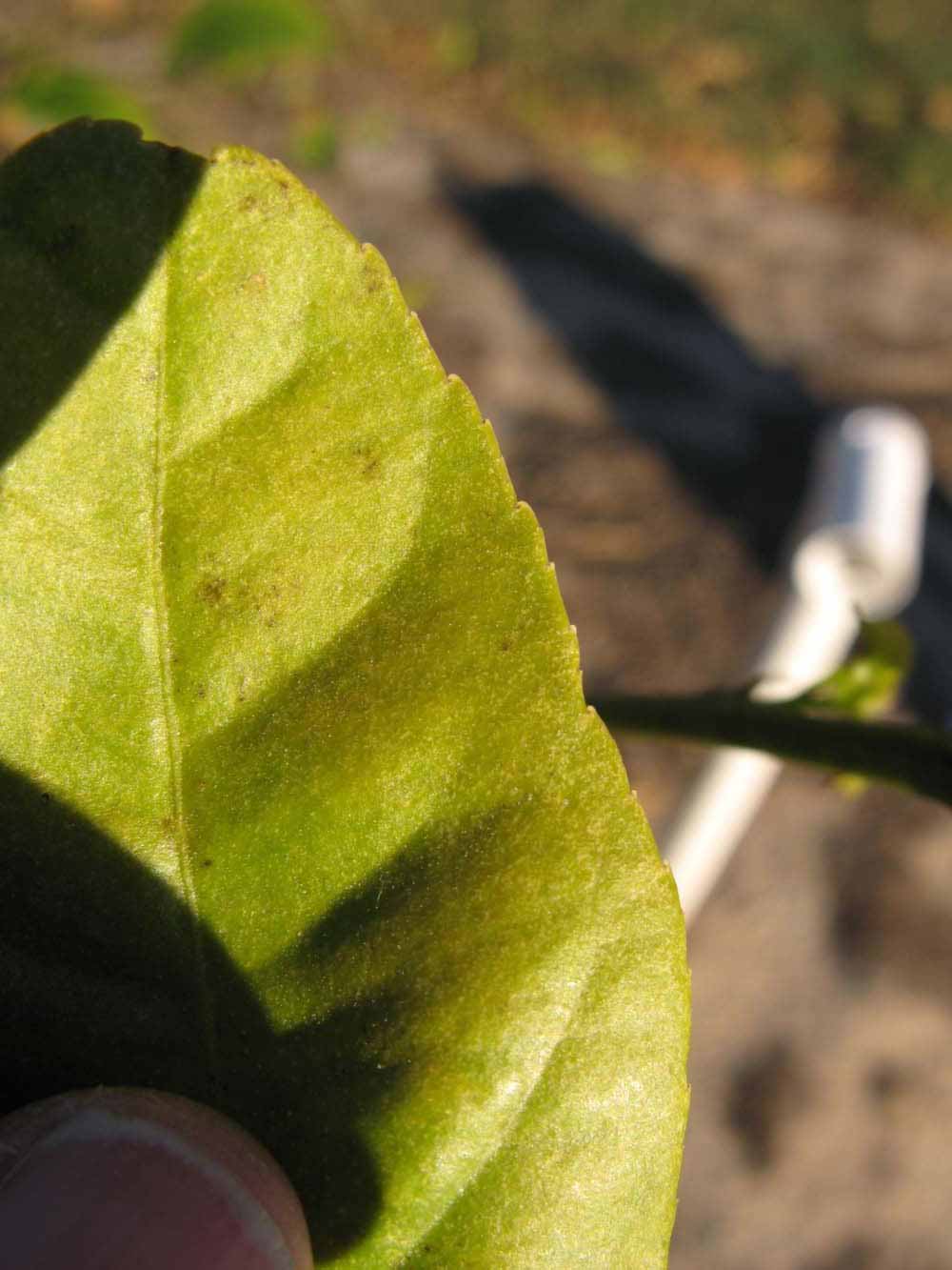              Margin of  Citrus limonimedica          (Etrog, Riverside, CA)       